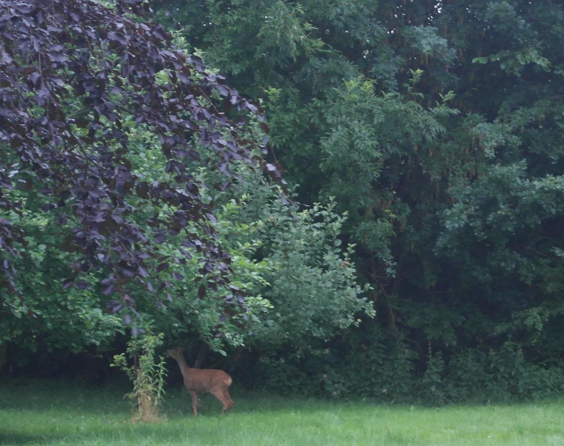 Ringslund B&B Galten Zewnętrze zdjęcie
